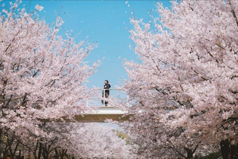 Tour Hàn Quốc: Seoul - Everland - Đảo Nami Khởi Hành Từ Đà Nẵng